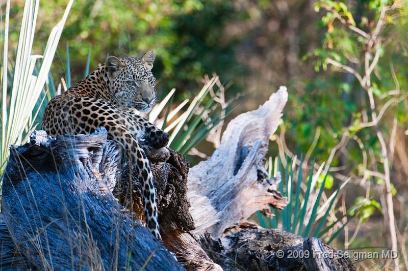 20090615_095440 D300 (3) X1.jpg - Two days later I came across another Leopard sighting.  Whether it was the same one or not, I am not sure